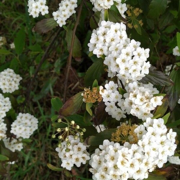 Spiraea cantoniensis Λουλούδι