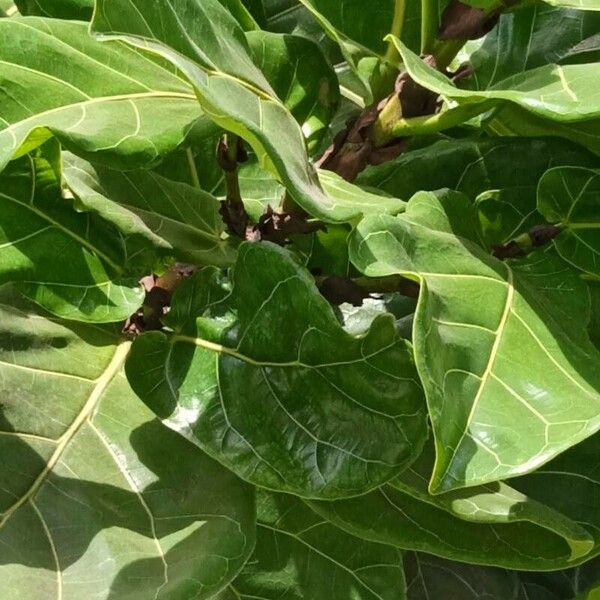 Ficus lyrata Blad