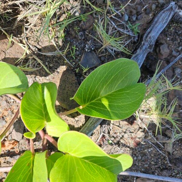 Ipomoea pes-caprae Leht