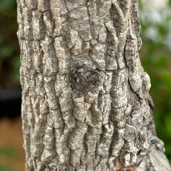 Tamarindus indica 树皮