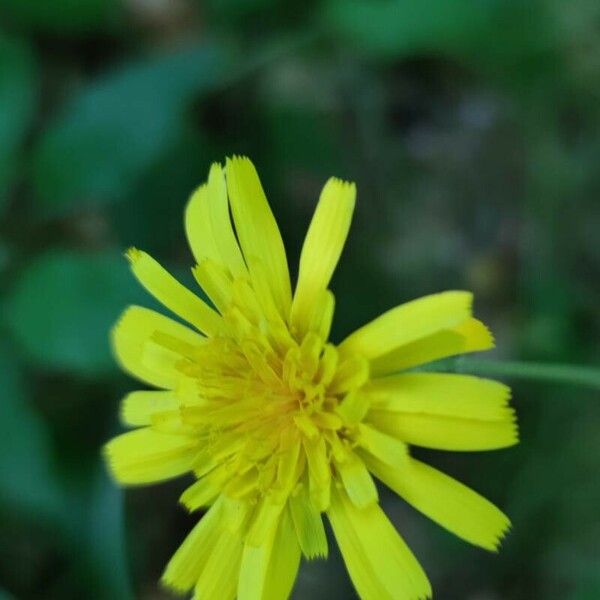 Hieracium murorum Blomst