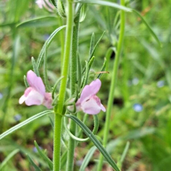 Misopates orontium Õis