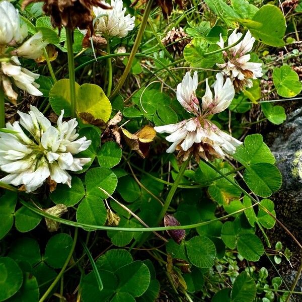 Trifolium pallescens Virág