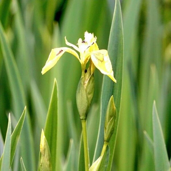 Iris pseudacorus Інше