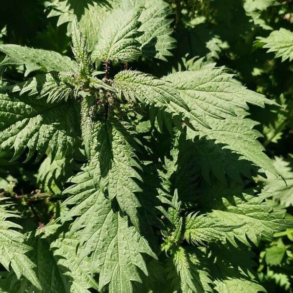 Urtica pilulifera Leaf