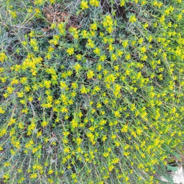 Euphorbia spinosa പുഷ്പം