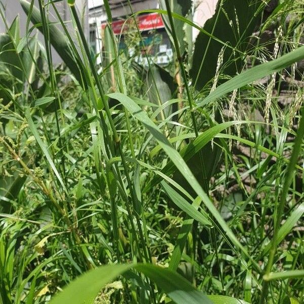 Bromus secalinus Листок