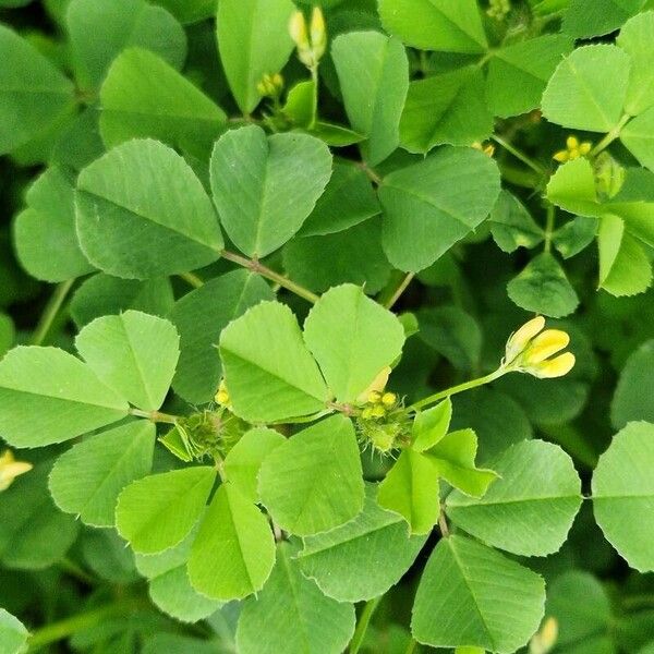 Medicago polymorpha Blomma