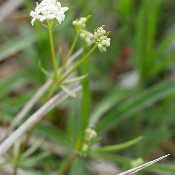 Galium elongatum 花