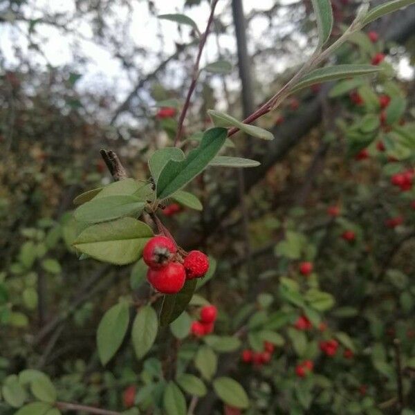 Cotoneaster pannosus Ovoce