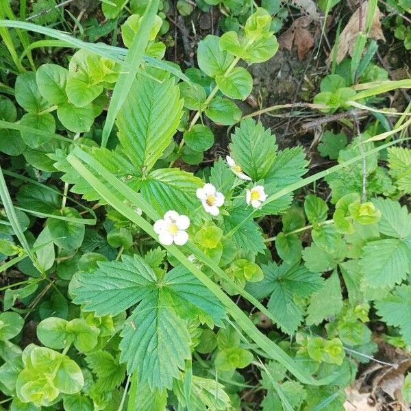 Fragaria viridis Flor