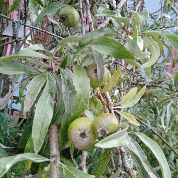 Pyrus salicifolia Плід