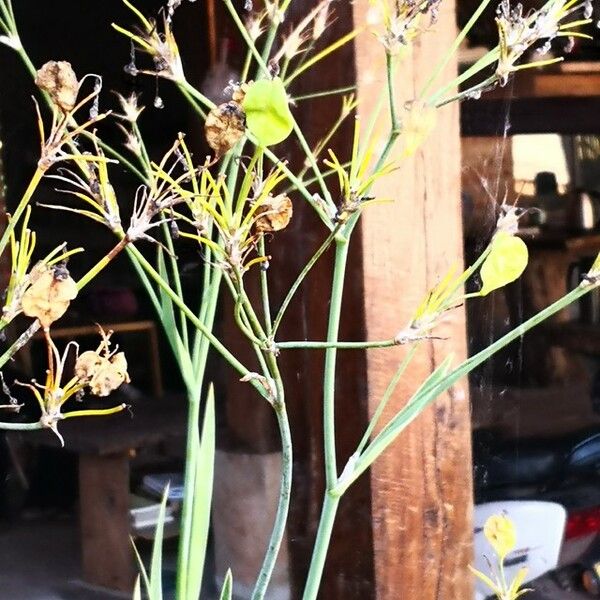 Iris domestica Fruit