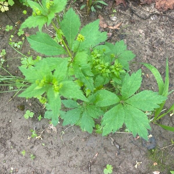 Sanicula canadensis 葉