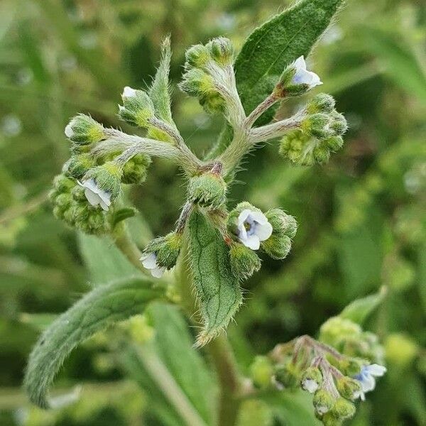 Cynoglossum lanceolatum 花