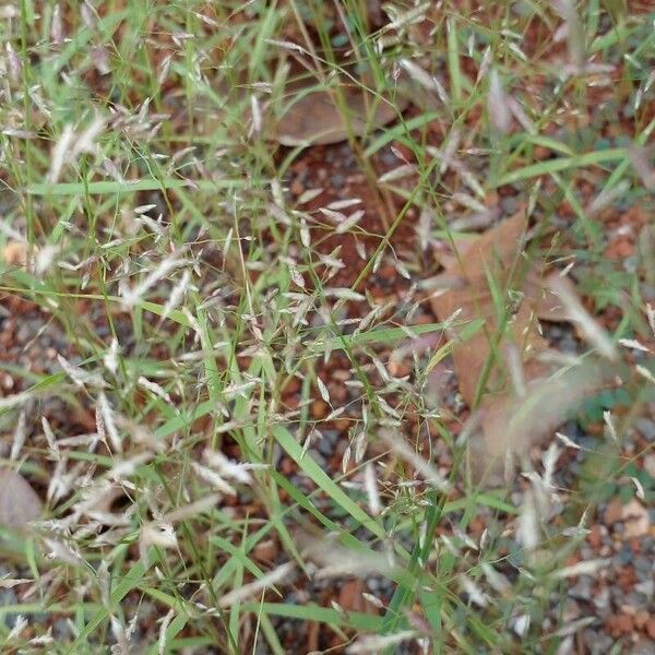 Eragrostis minor Flor