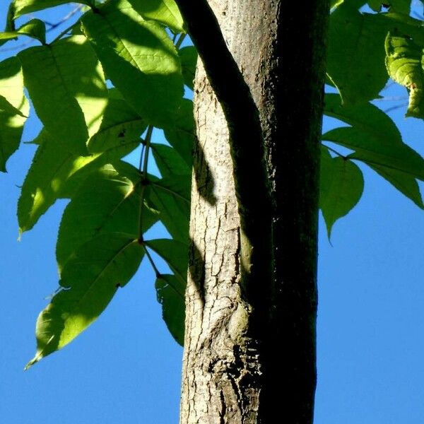 Fraxinus americana Kůra