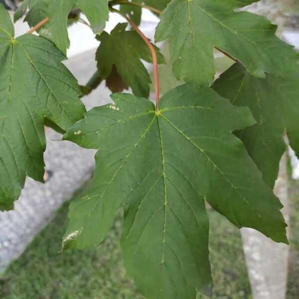 Acer pseudoplatanus पत्ता