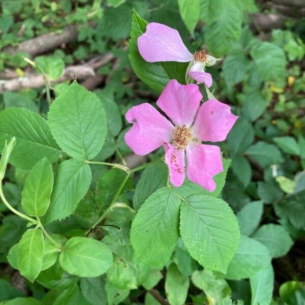 Rosa setigera Flower