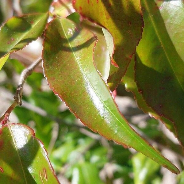 Camellia sinensis Blatt