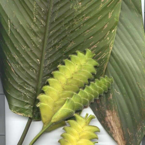 Calathea lasiostachya Leaf