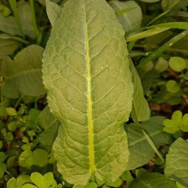 Rumex patientia Blatt