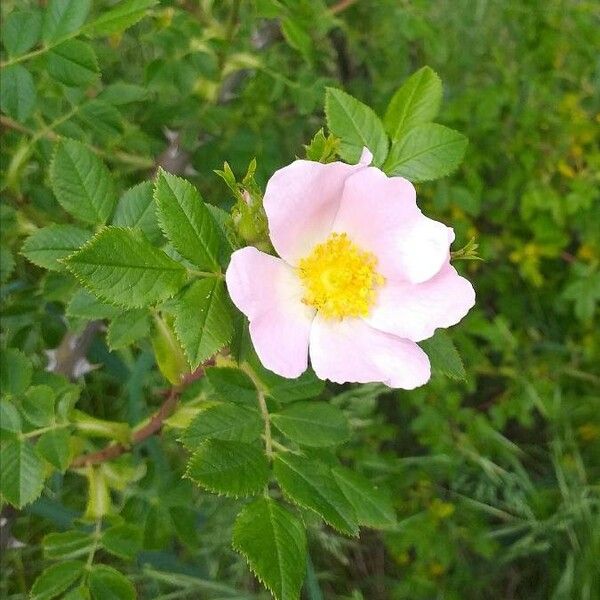 Rosa canina Λουλούδι