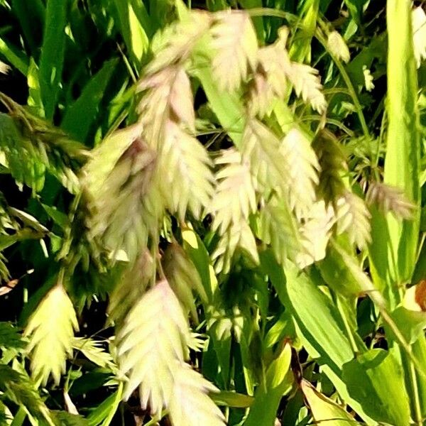 Chasmanthium latifolium Плід