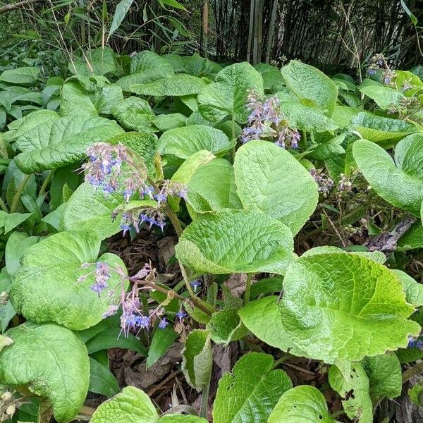 Trachystemon orientalis Natur