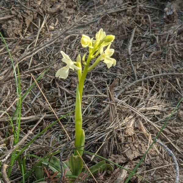 Orchis provincialis Elinympäristö