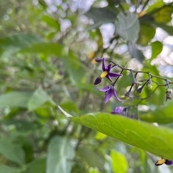 Solanum dulcamara 花