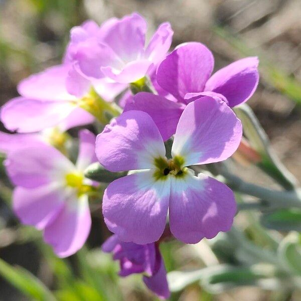 Marcus-kochia littorea Flower