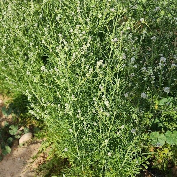 Lepidium sativum Хабит