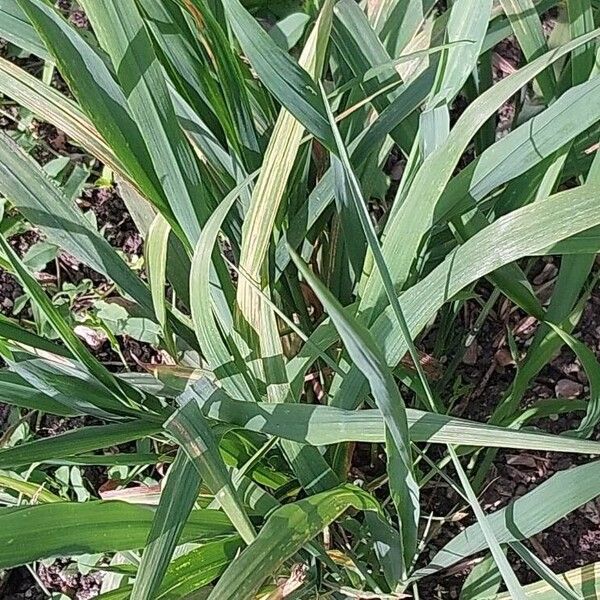 Milium effusum Leaf