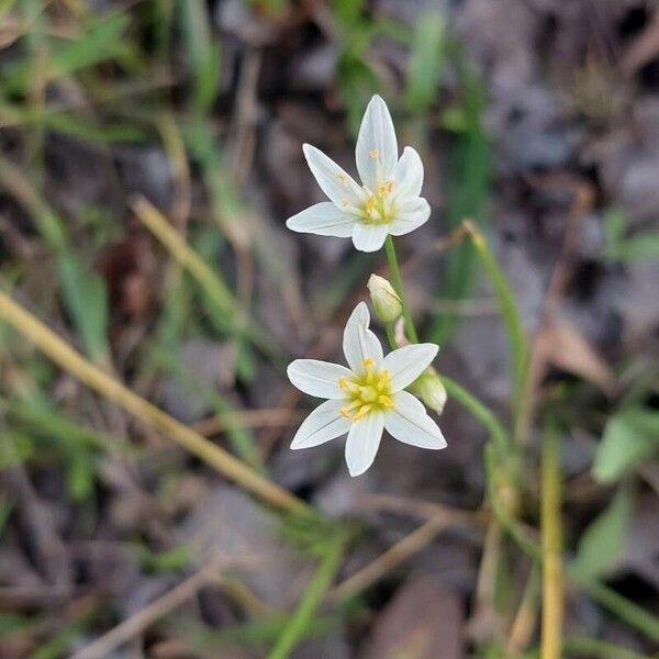 Nothoscordum gracile Flower