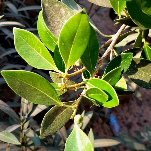 Ficus rubiginosa Fulla