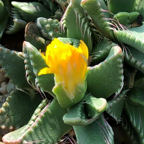 Faucaria tigrina Habitus