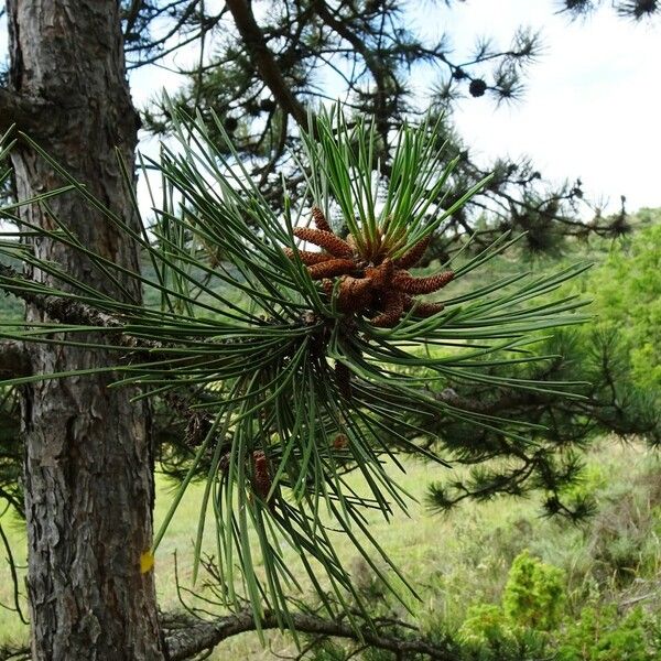 Pinus nigra Other