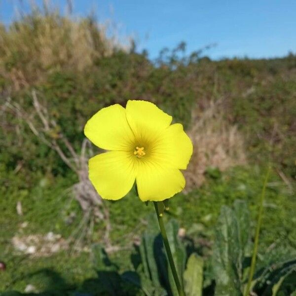 Oxalis pes-caprae Blomst