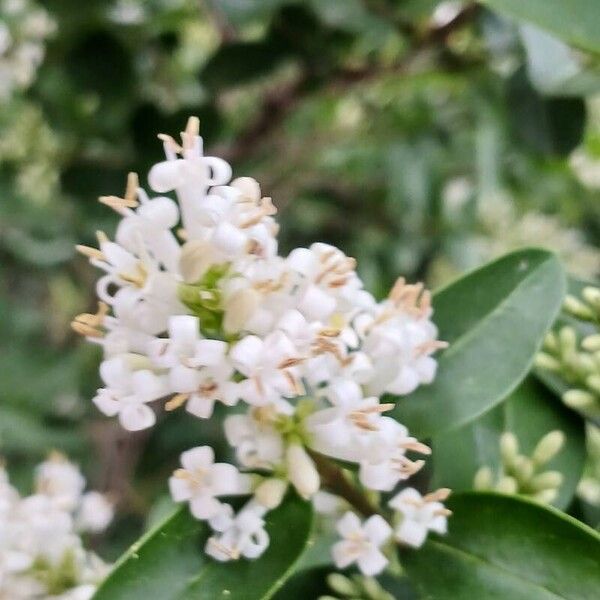 Ligustrum ovalifolium Flower