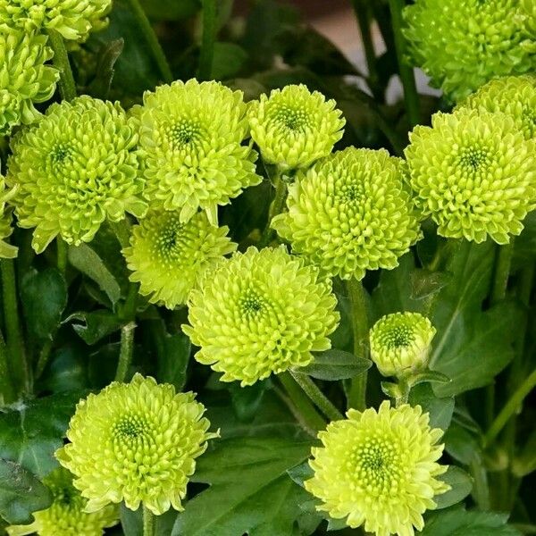 Chrysanthemum indicum Kukka