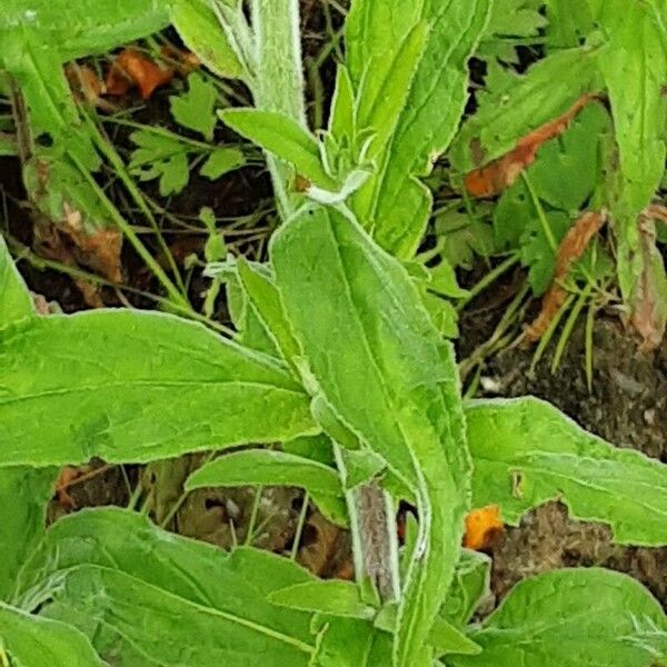 Epilobium parviflorum Blatt