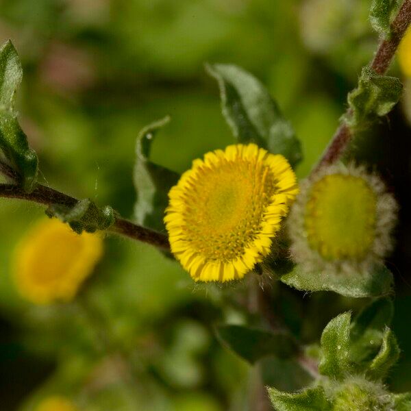 Pulicaria vulgaris Flors