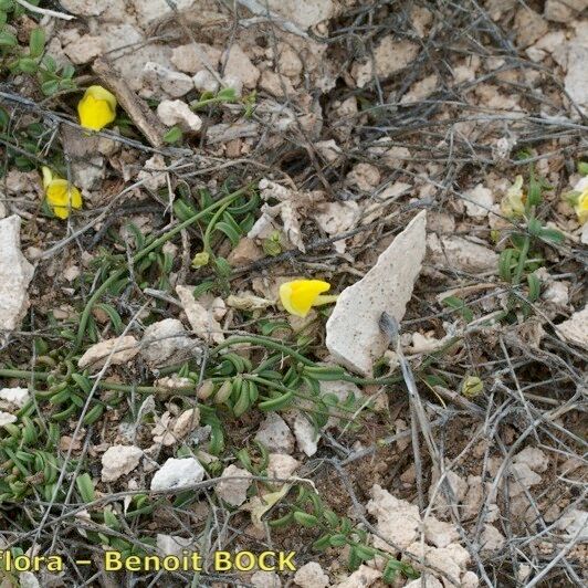 Kickxia urbanii Habit