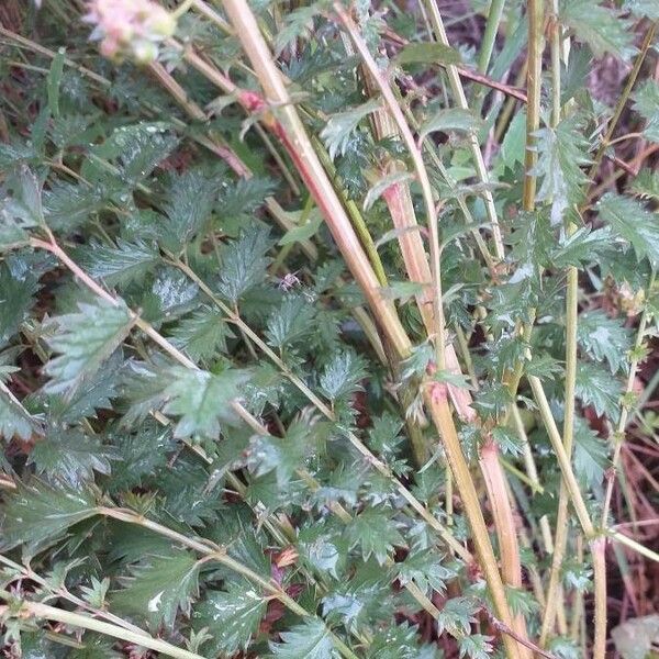 Sanguisorba minor Blad