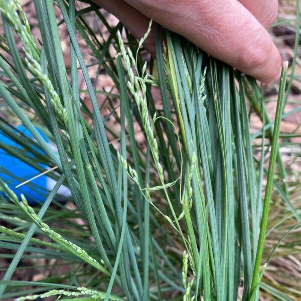 Poa nemoralis List