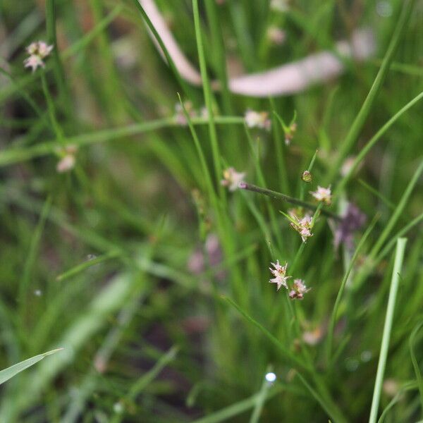 Juncus filiformis Flower