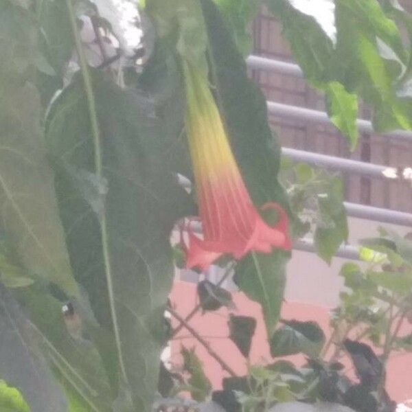 Brugmansia sanguinea 花