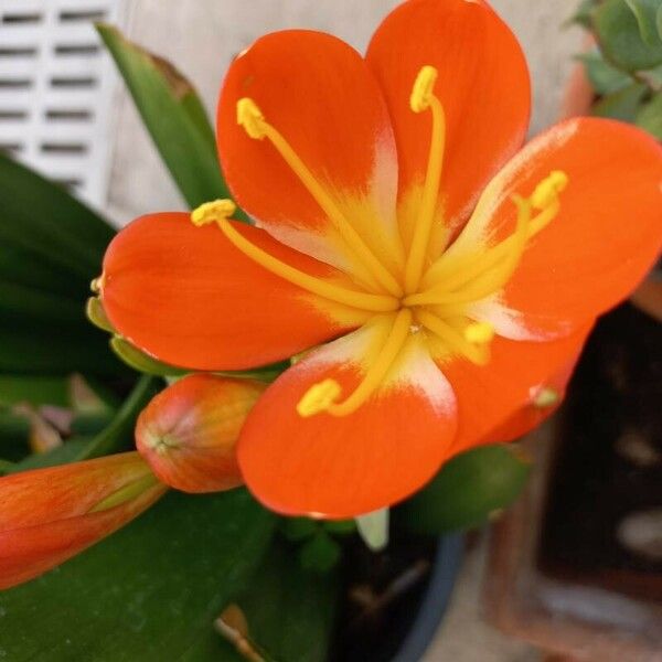 Clivia miniata Flower