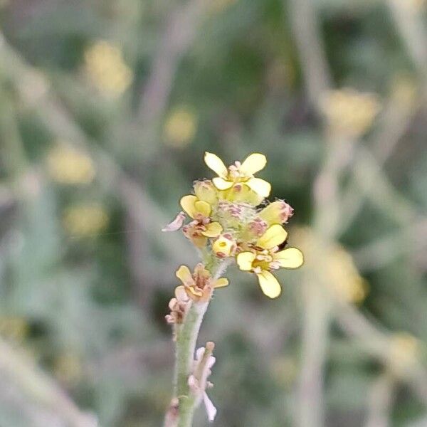 Sisymbrium officinale Floro